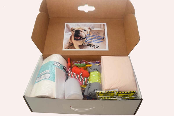 The goGoGO Pack for Dogs